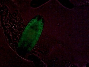 Drosophila embryonic tracheal system, GFP-marked. Weak additional bright-field illumination for embryo outline. 